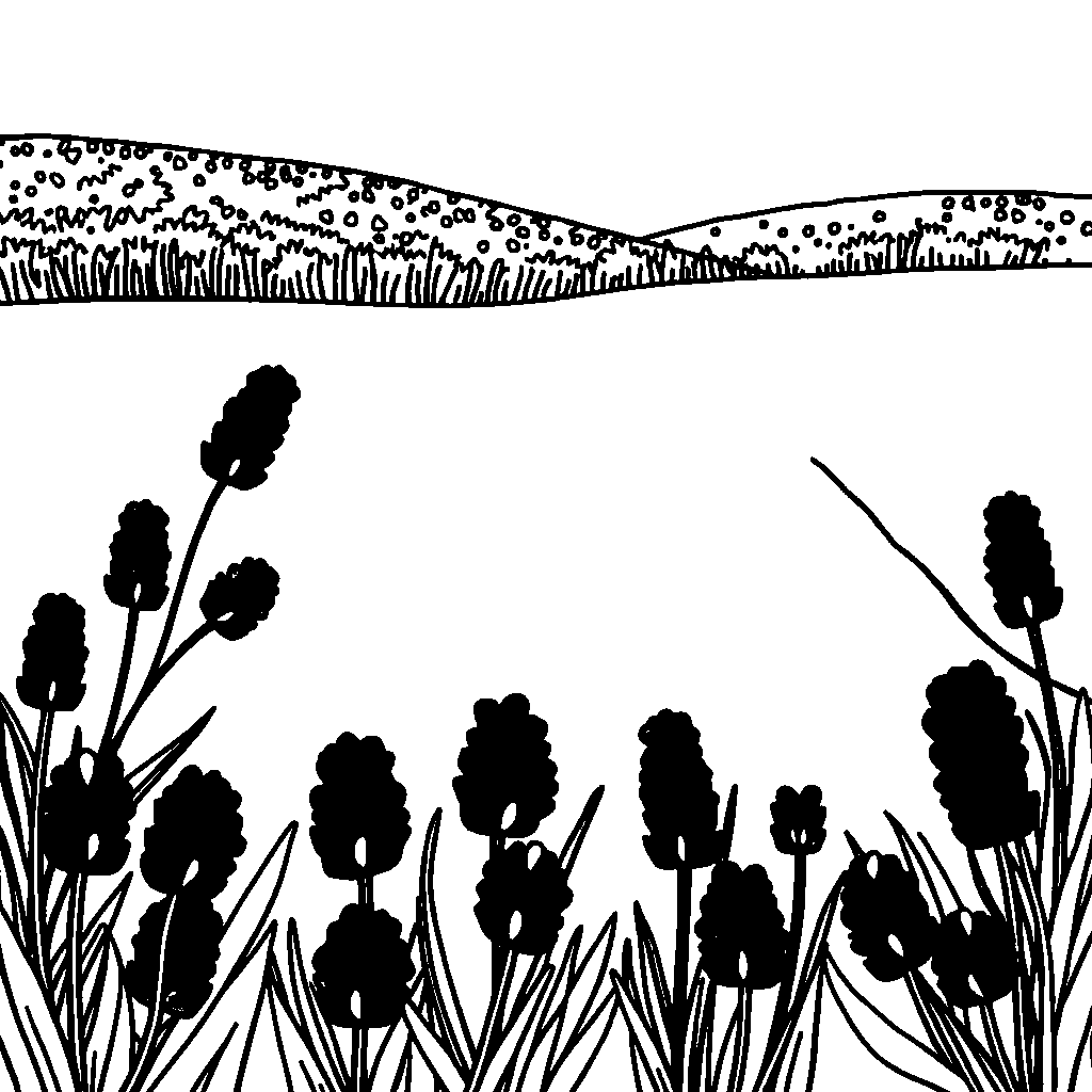 Happy Lavender Field Coloring Page