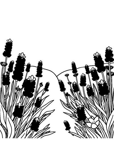 Lavender Field In Garden Coloring Page