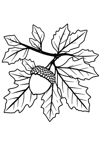 Realistic Acorn And Oak Leaves Coloring Page