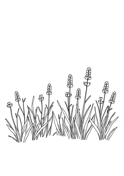 Tiny Lavender Field Coloring Page